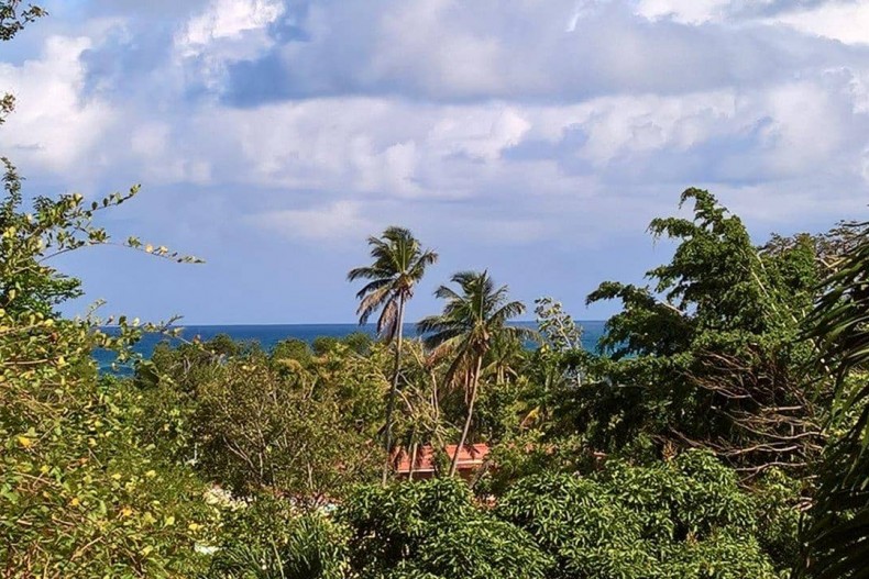 au confin de la jungle tropicale