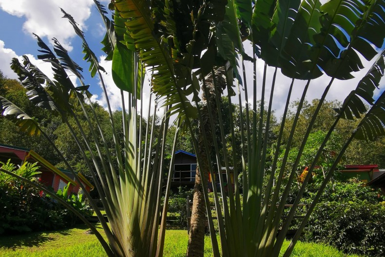 Famille d'arbre du voyageur