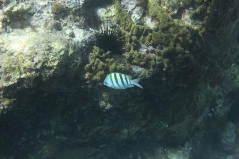 Masque et tuba à Leroux