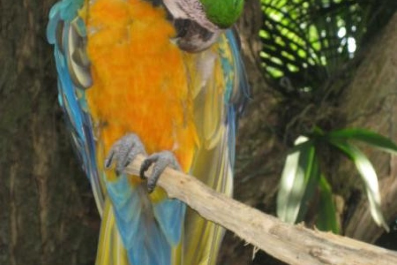 Villa Corossol jardin-botanique-de-deshaies2-bis-.jpg