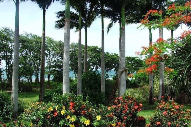 Villa Courbet palmiers.jpg