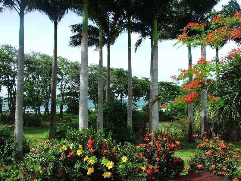 Villa Courbet palmiers.jpg