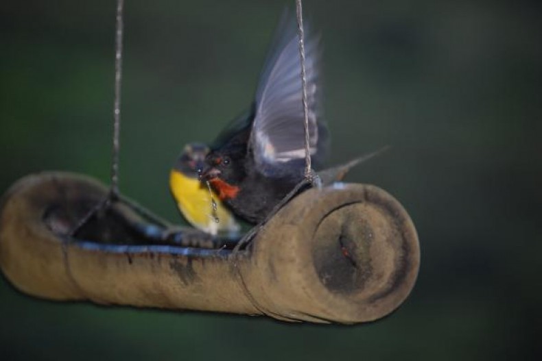 l´eau sucrée le matin, c´est bon