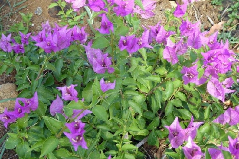 Villa Toudou Doudou 14.jpg