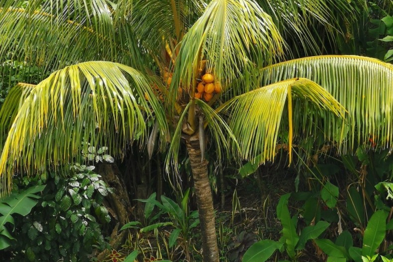 Hibiscus 1 à 8 pers adin5.jpg