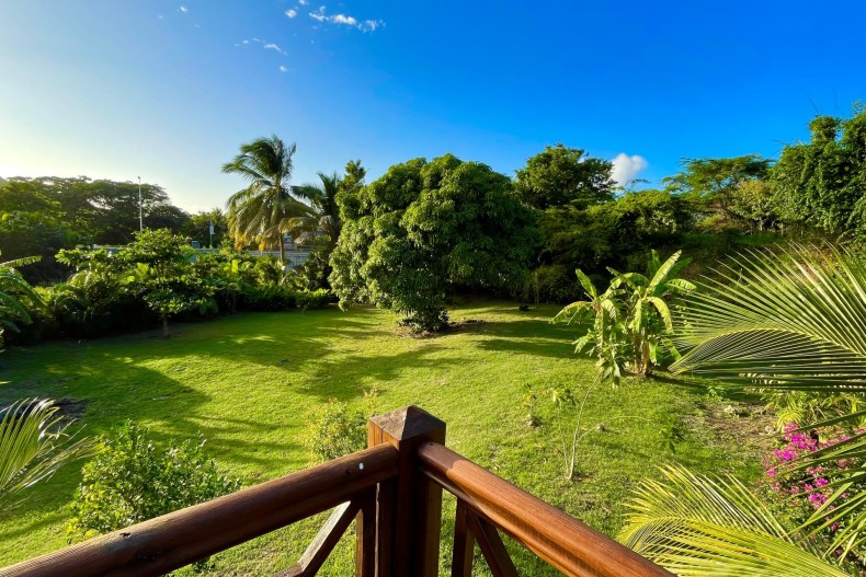 Kaz Manga Rose 17932_2.jpg