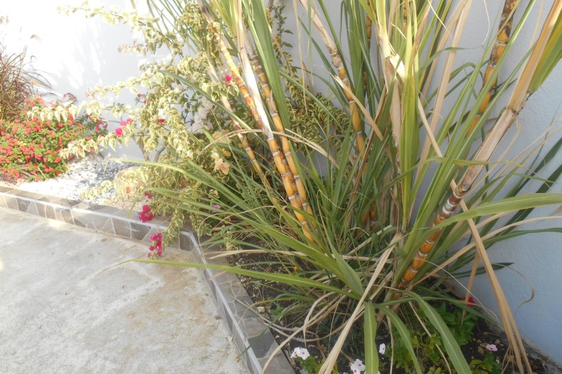 Villa Grenadine jardin1.JPG