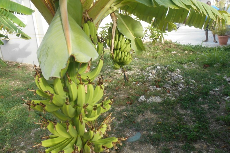 Villa Grenadine jardin3.JPG