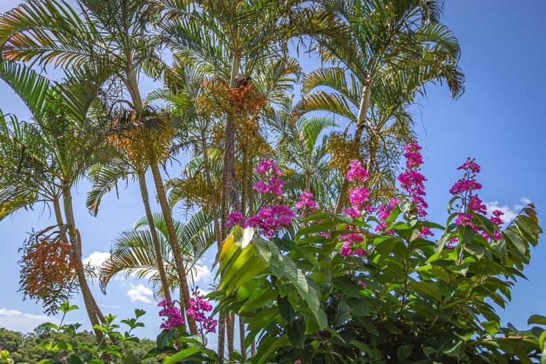 Gite Bougainvillier 17917_412163-15_6341_1caa633502390d39a65d9188d6c2369a.jpg