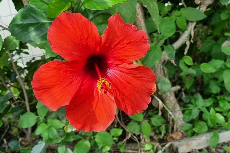 Villa Bel Bonjou 18418_23_Villa_Bel_Bonjou_Fleur_1.jpg