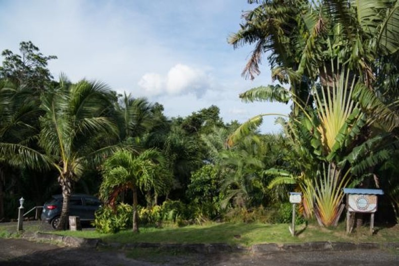 Les Anolis nk87058.jpg